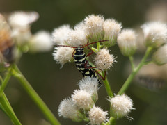 Megacyllene multiguttata