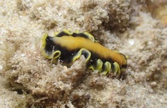 Pseudoceros jebborum