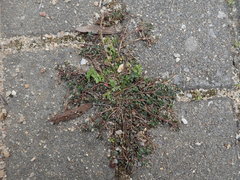 Corrigiola litoralis