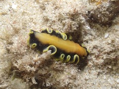 Pseudoceros jebborum