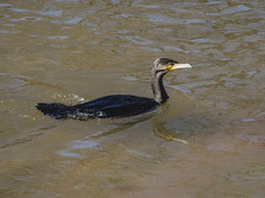 Phalacrocorax carbo