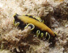 Pseudoceros jebborum