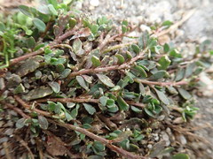 Corrigiola litoralis