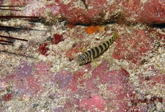 Gorogobius nigricinctus