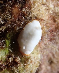 Goniobranchus verrieri