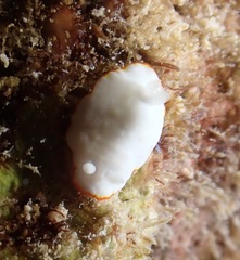 Goniobranchus verrieri