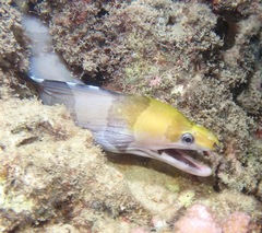Gymnothorax rueppelliae