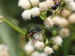 Megacyllene multiguttata