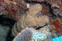 Scyllarides herklotsii