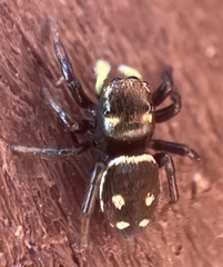 Heliophanus apiatus