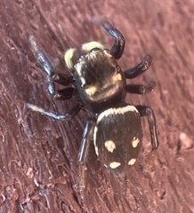 Heliophanus apiatus