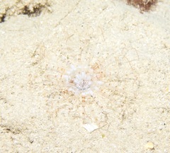Isarachnanthus bandanensis