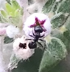 Crematogaster peringueyi