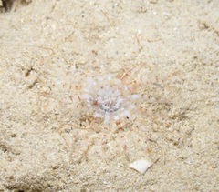 Isarachnanthus bandanensis