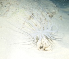 Isarachnanthus
