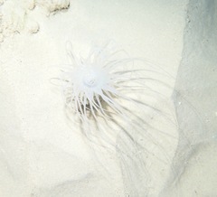 Isarachnanthus
