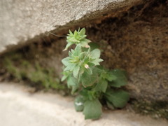 Campanula erinus