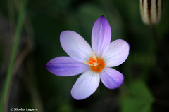 Crocus laevigatus