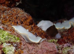 Ardeadoris scottjohnsoni