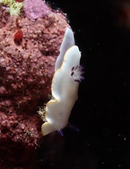 Ardeadoris scottjohnsoni