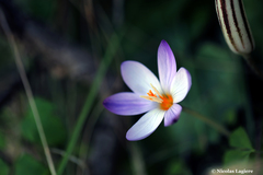 Crocus laevigatus