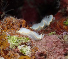 Ardeadoris scottjohnsoni