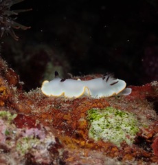 Ardeadoris scottjohnsoni