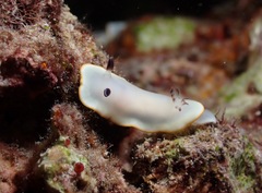 Ardeadoris scottjohnsoni