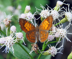 Parvospila lucianus
