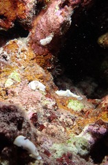 Ardeadoris scottjohnsoni