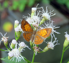 Parvospila lucianus