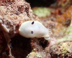 Ardeadoris scottjohnsoni