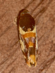 Spragueia jaguaralis