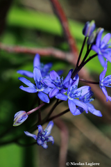 Scilla andria
