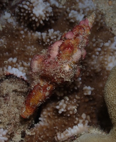 Latirus nodatus observed 2022-03-15