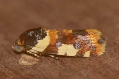 Spragueia jaguaralis