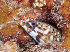 Enchelycore pardalis