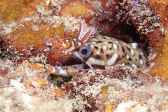 Enchelycore pardalis