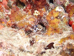 Enchelycore pardalis
