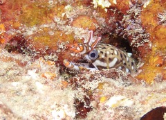 Enchelycore pardalis