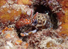 Enchelycore pardalis