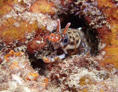 Enchelycore pardalis