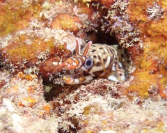 Enchelycore pardalis