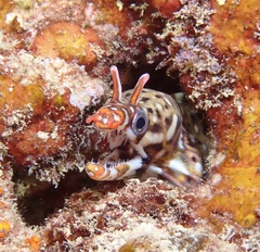 Enchelycore pardalis
