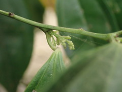 Cocculus laurifolius