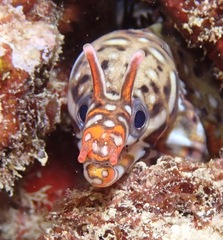 Enchelycore pardalis