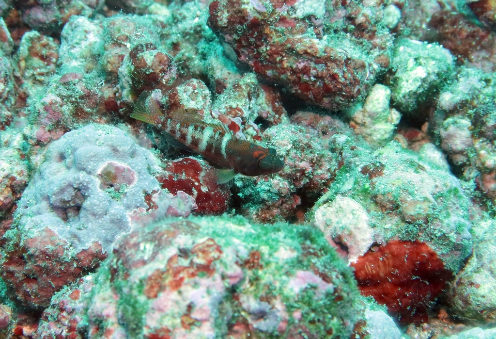 Sao Tome Reef Bass