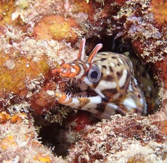 Enchelycore pardalis