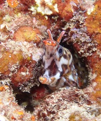Enchelycore pardalis