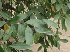 Cocculus laurifolius